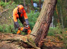 How Our Tree Care Process Works  in  Lake Zurich, IL