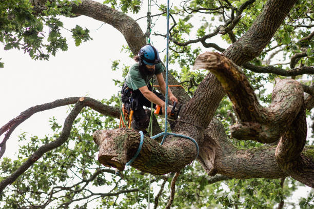 Best Tree Maintenance Programs  in Lake Zurich, IL