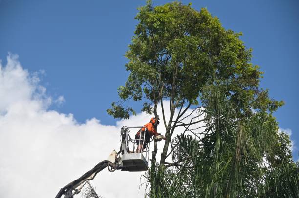 Lake Zurich, IL Tree Services Company